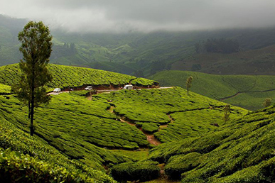 Kochi – Munnar